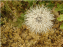 MO 10 Salsify Seeds