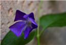 Flowers on the wall