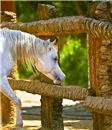 حصان عربى اصيل