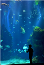 The Aquarium