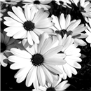 Daisies