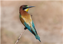 TN 02 Merops apiaster